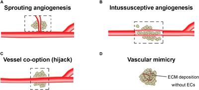 Resistance Mechanisms of Anti-angiogenic Therapy and Exosomes-Mediated Revascularization in Cancer